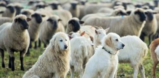 les chiens des pyérénés