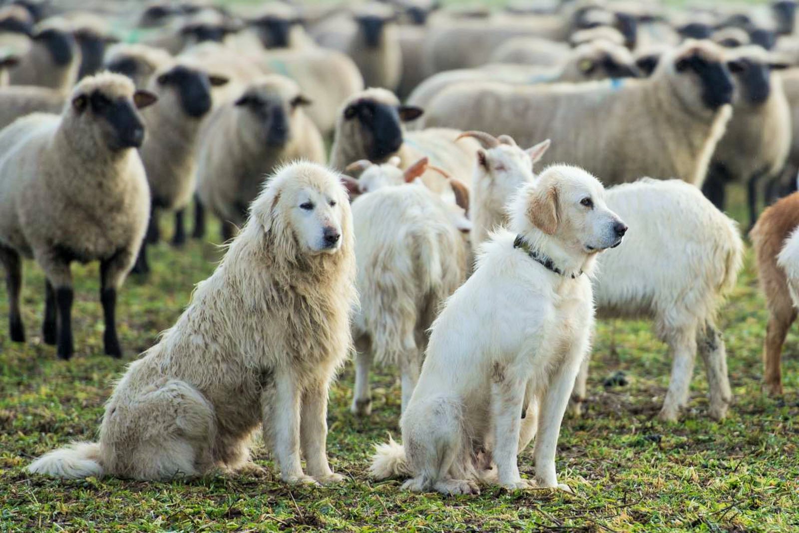 Арты чешских пастушьих собак щенок