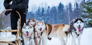 Chiens de traineaux