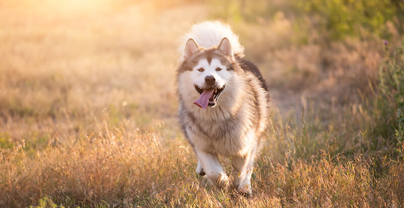 Malamute d'Alaska: Profil de race de chien - Comment créer une maison  heureuse pour votre animal de compagnie.