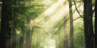 bienfaits de la nature