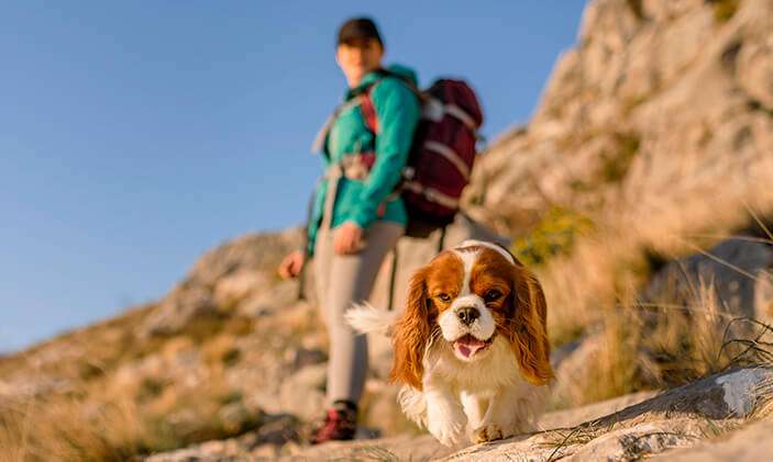 Randonner Avec Son Chien En Toute S curit Montagne Trekking Randonner Avec Son Chien En Toute S curit Montagne Trekking