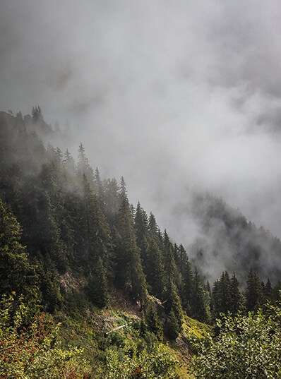 Forêt brouillard