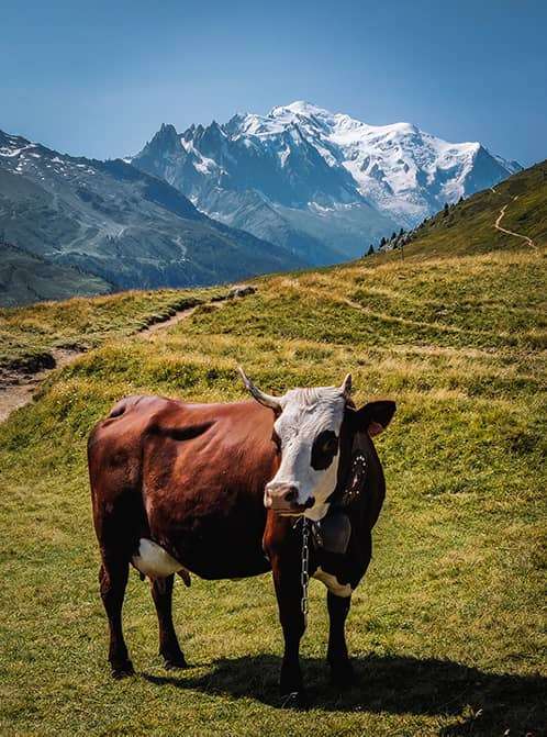 Vache Mont Blanc