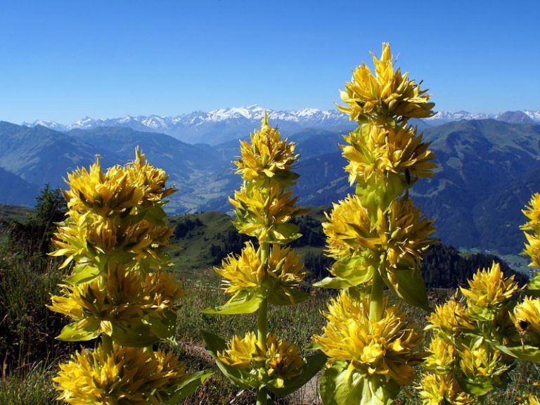 Découvrez les 10 plus belles fleurs des Alpes — free download