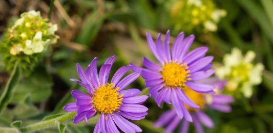 fleurs des alpes