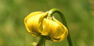 fleurs des pyrénées