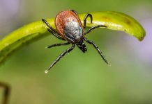 Se protéger des tiques en randonnée : 5 astuces efficaces comment se protéger des tiques