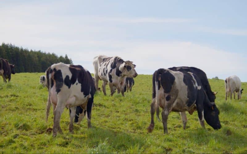 vaches