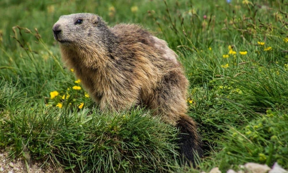marmotte